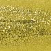 Holo Glitter Sign Vinyl-HOLO GLITTER GOLD-12IN